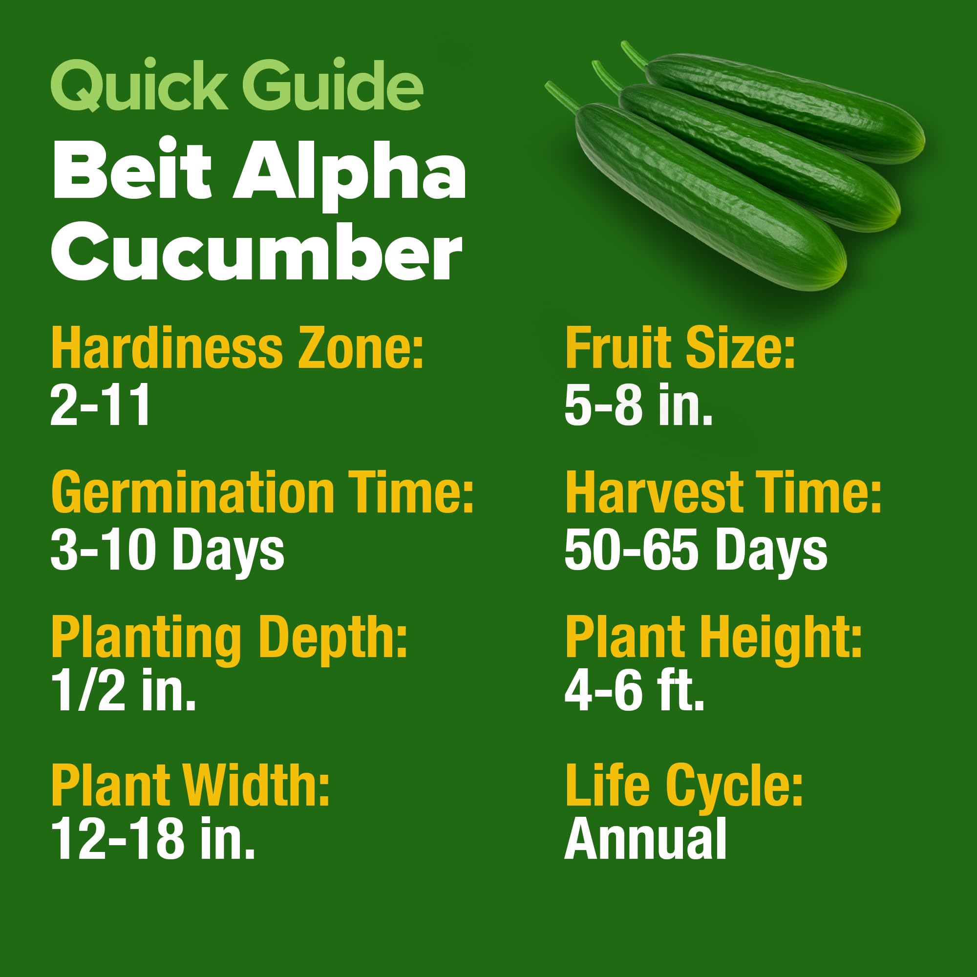 HOME GROWN Beit Alpha cucumbers on a trellis saving space.
