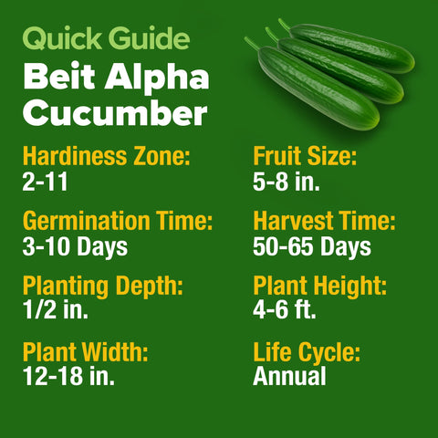 HOME GROWN Beit Alpha cucumbers on a trellis saving space.