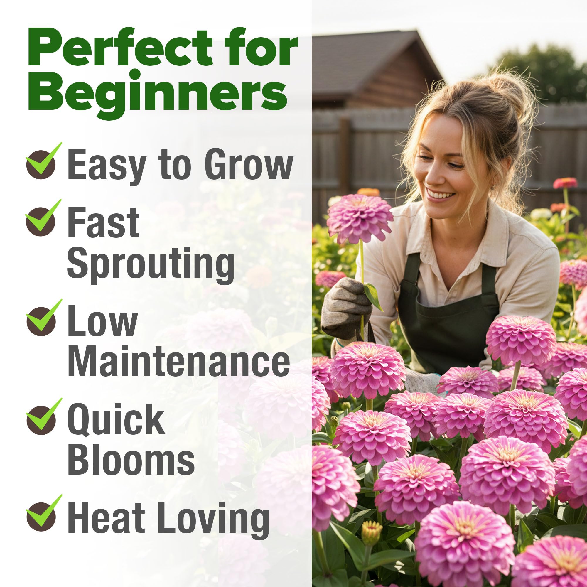 HOME GROWN Pink Zinnia cut flowers offer extended vase life with regular harvesting.