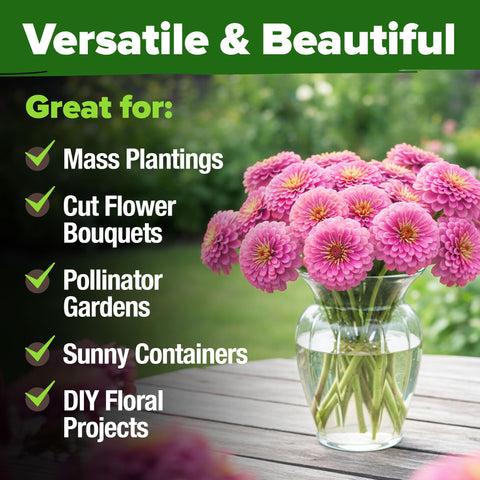 HOME GROWN Pink Zinnia thrive in heat and low irrigation once established.