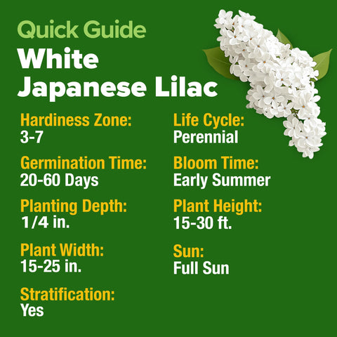 HOME GROWN Pollinator-friendly lilac attracts bees and butterflies