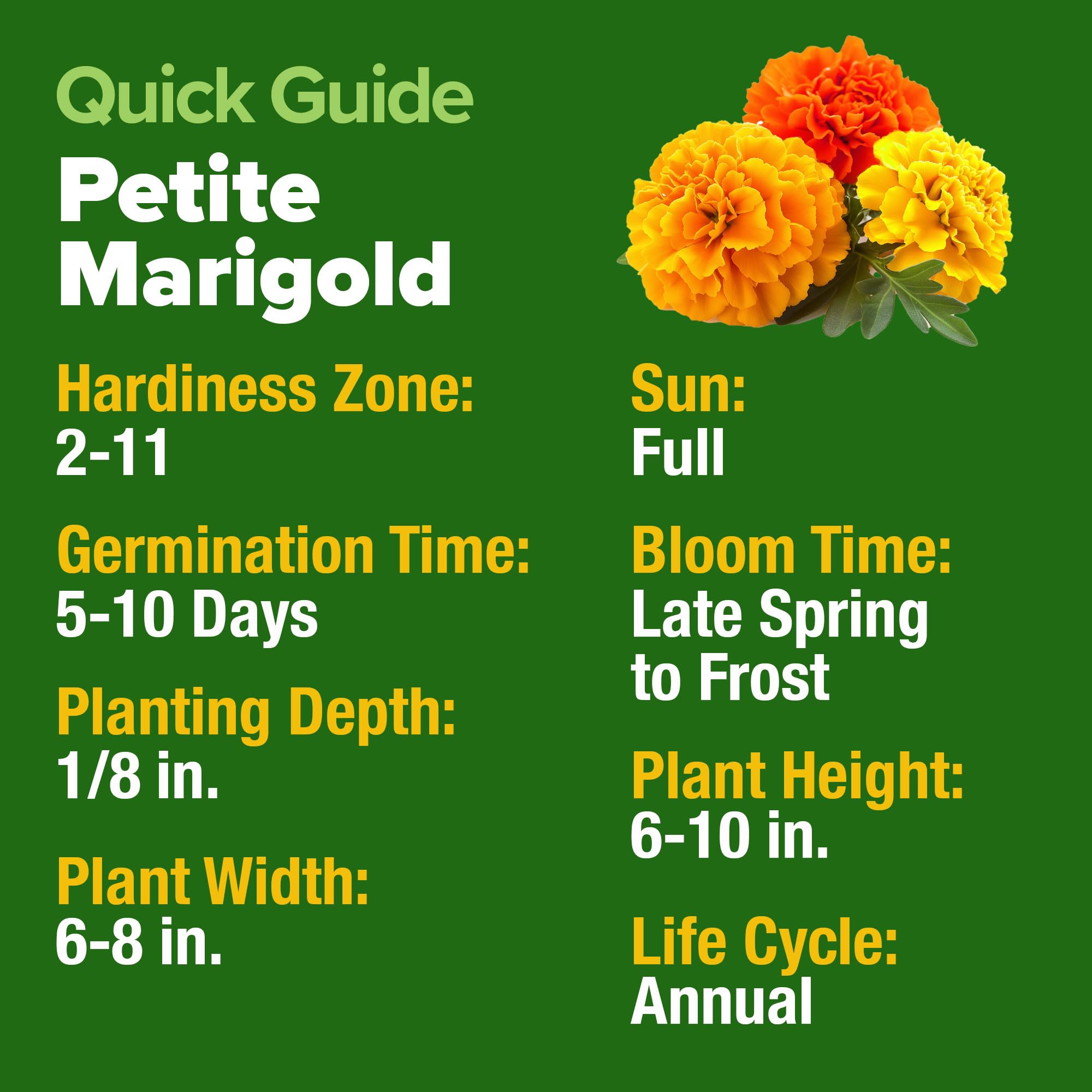 HOME GROWN pollinator-friendly marigold drawing bees and butterflies to the garden.