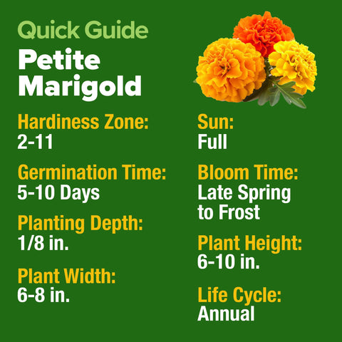 HOME GROWN pollinator-friendly marigold drawing bees and butterflies to the garden.