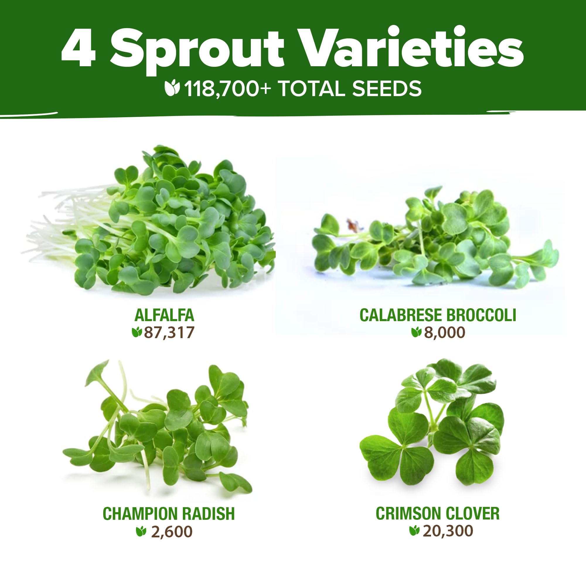 HOME GROWN broccoli sprouts from the mix growing in a tray for nutrient-dense microgreens.