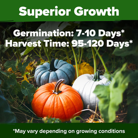 Casper seeds featuring white pumpkins for carving and desserts