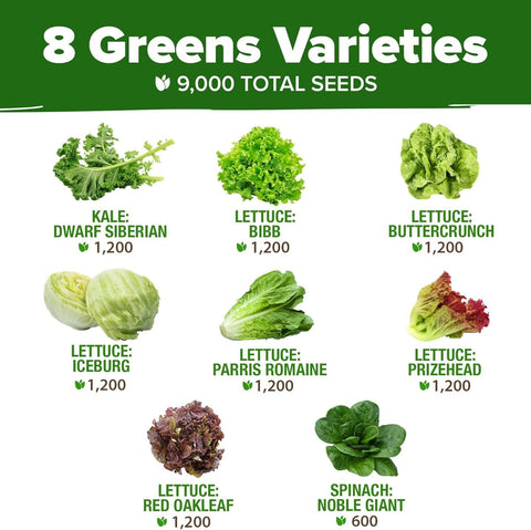 HOME GROWN Romaine lettuce seeds for nutritious harvests and easy outdoor growing.