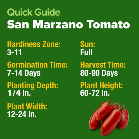 Meaty HOME GROWN San Marzano tomato close-up, few seeds, ideal for thick sauces.