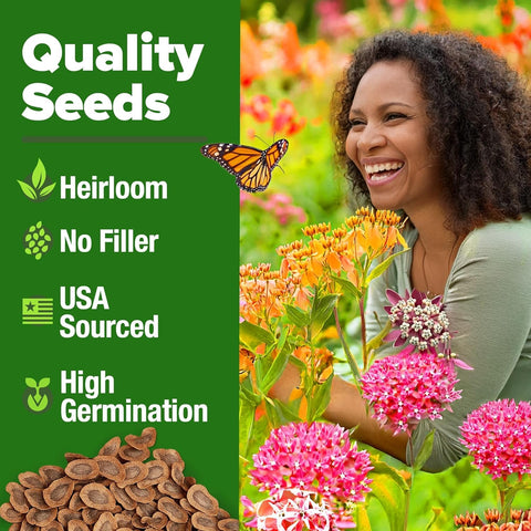 HOME GROWN Showy Milkweed dense clusters with fragrant blooms for dramatic garden focal points.