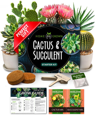 HOME GROWN succulent seed kit contents ideal for beginner gardeners