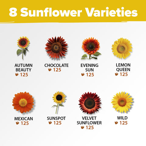 HOME GROWN Sunflower Seeds for Planting Chocolate Cherry: deep burgundy blooms for dramatic accents