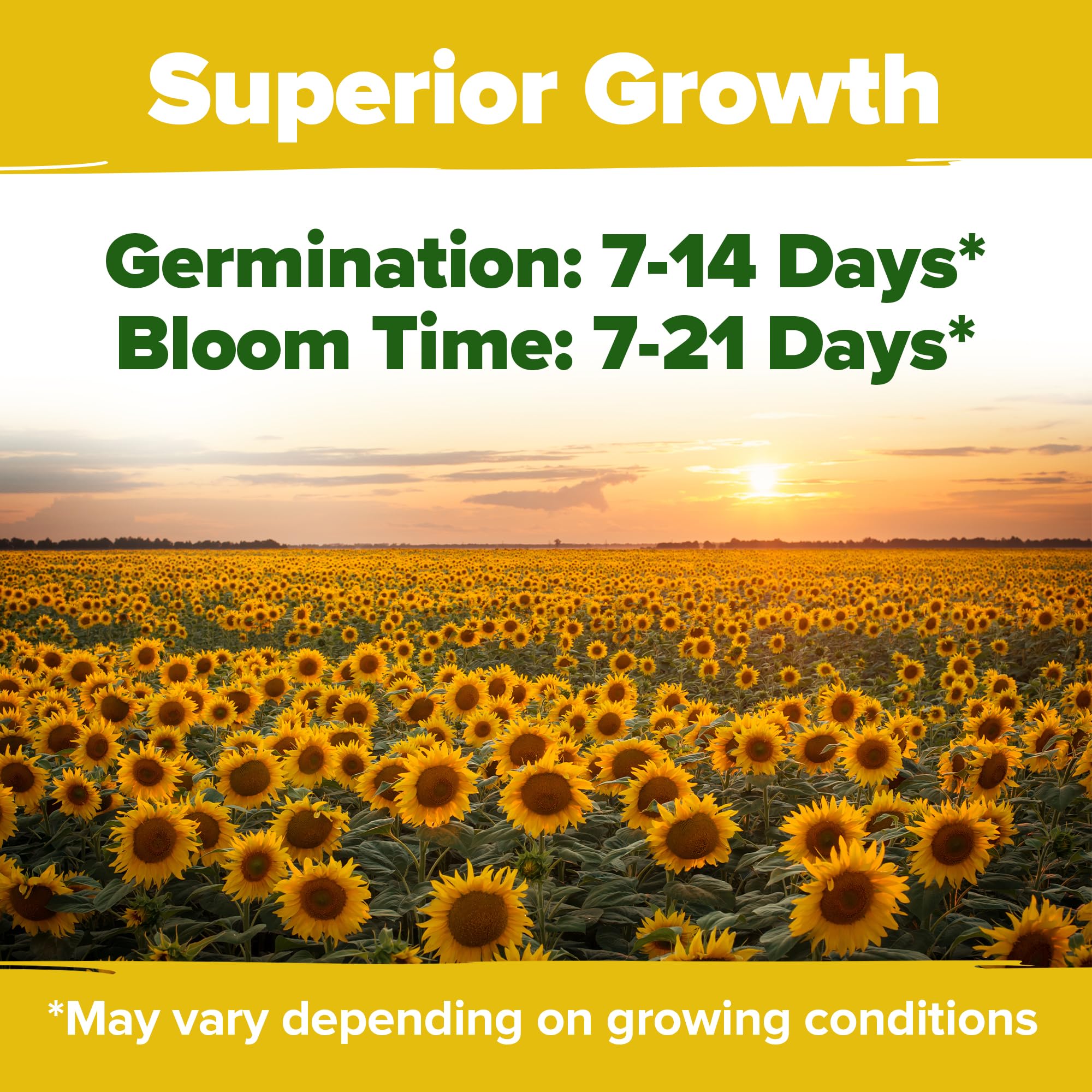 HOME GROWN Sunflower Seeds for Planting Lemon Queen: lemon-yellow rays brighten containers and beds