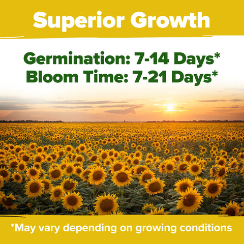 HOME GROWN Sunflower Seeds for Planting Lemon Queen: lemon-yellow rays brighten containers and beds