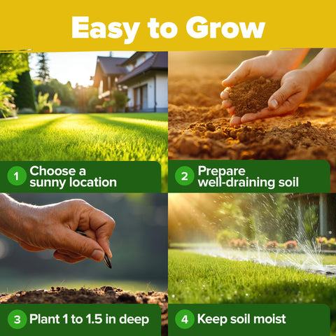 HOME GROWN Sunflower Seeds for Planting Wild Sunflower: hardy, easy-to-grow seeds for naturalistic mixes