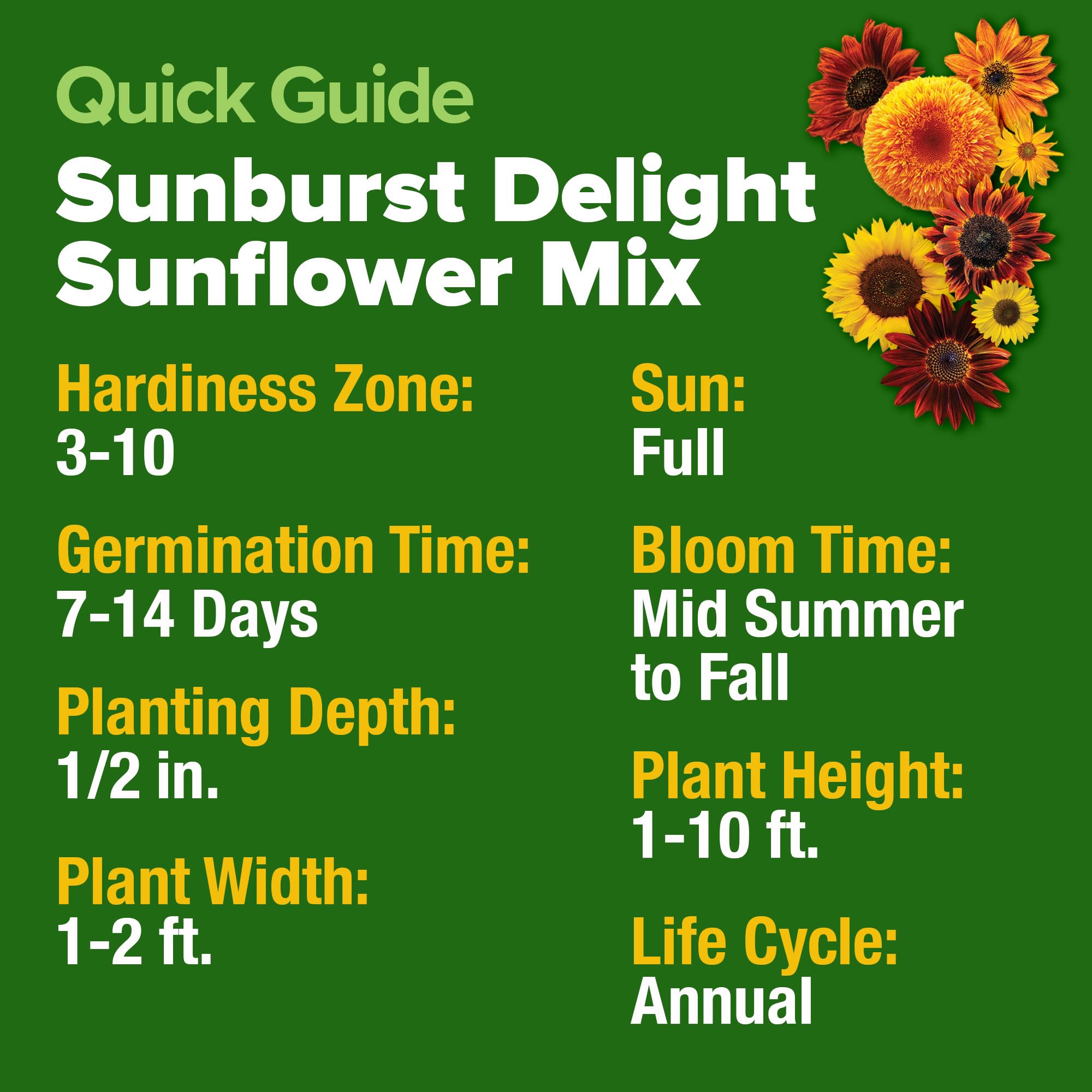 HOME GROWN Sunflower Seeds Mix Pack harvested seeds offer snack options and bird feed