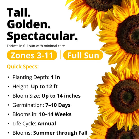 HOME GROWN sunflowers thrive in full sun, easy care, and versatile planting beds.