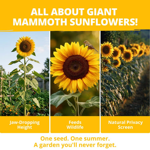 HOME GROWN mammoth heads attract pollinators, boosting garden biodiversity with bright blooms.