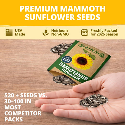HOME GROWN sunflowers provide a natural privacy screen when planted in tall rows.