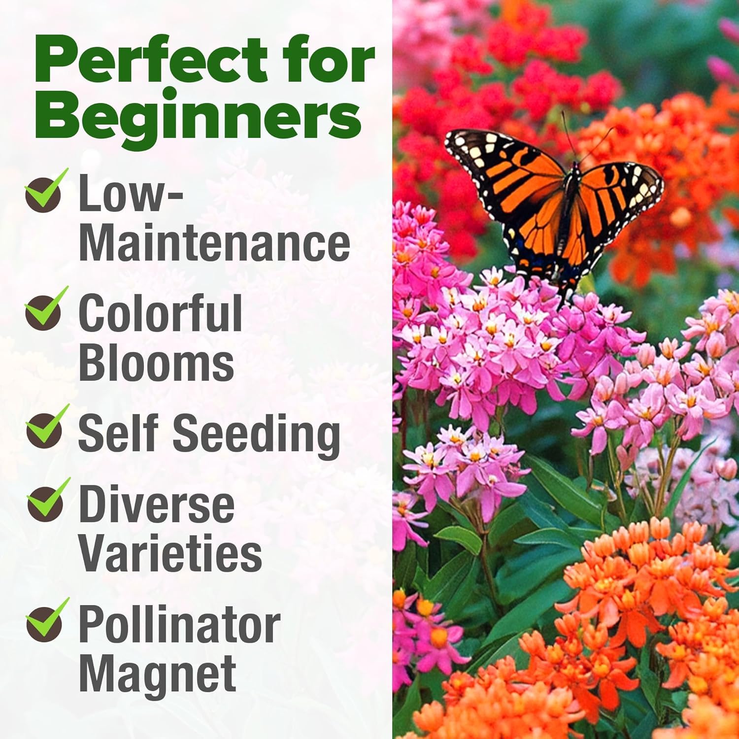 HOME GROWN Swamp Milkweed blooms attract honeybees on tall 5-foot plants.