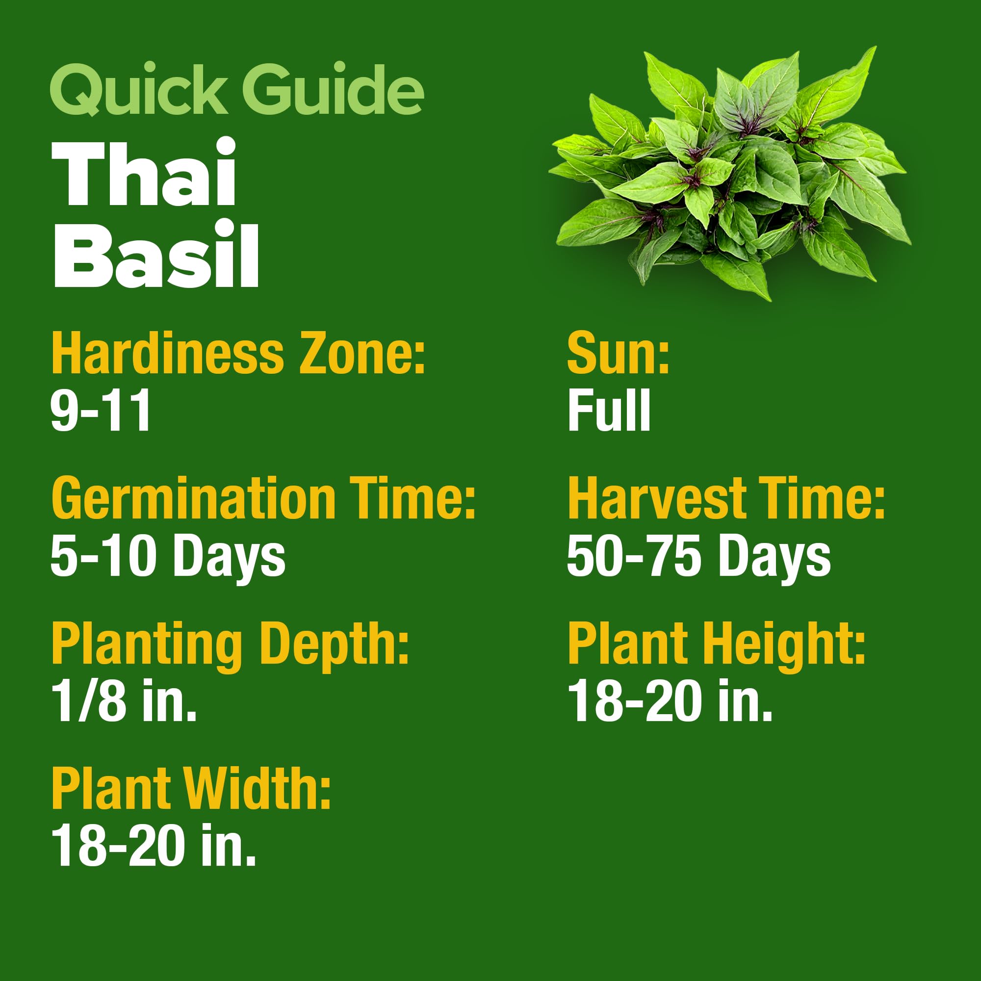 HOME GROWN Thai Basil Seeds aromatic leaves ideal for cooking.
