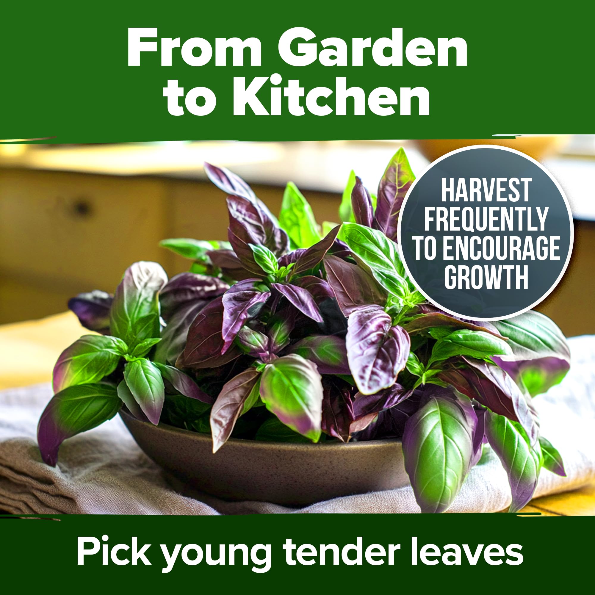 HOME GROWN Thai Basil Seeds Gift for garden lovers and cooks.