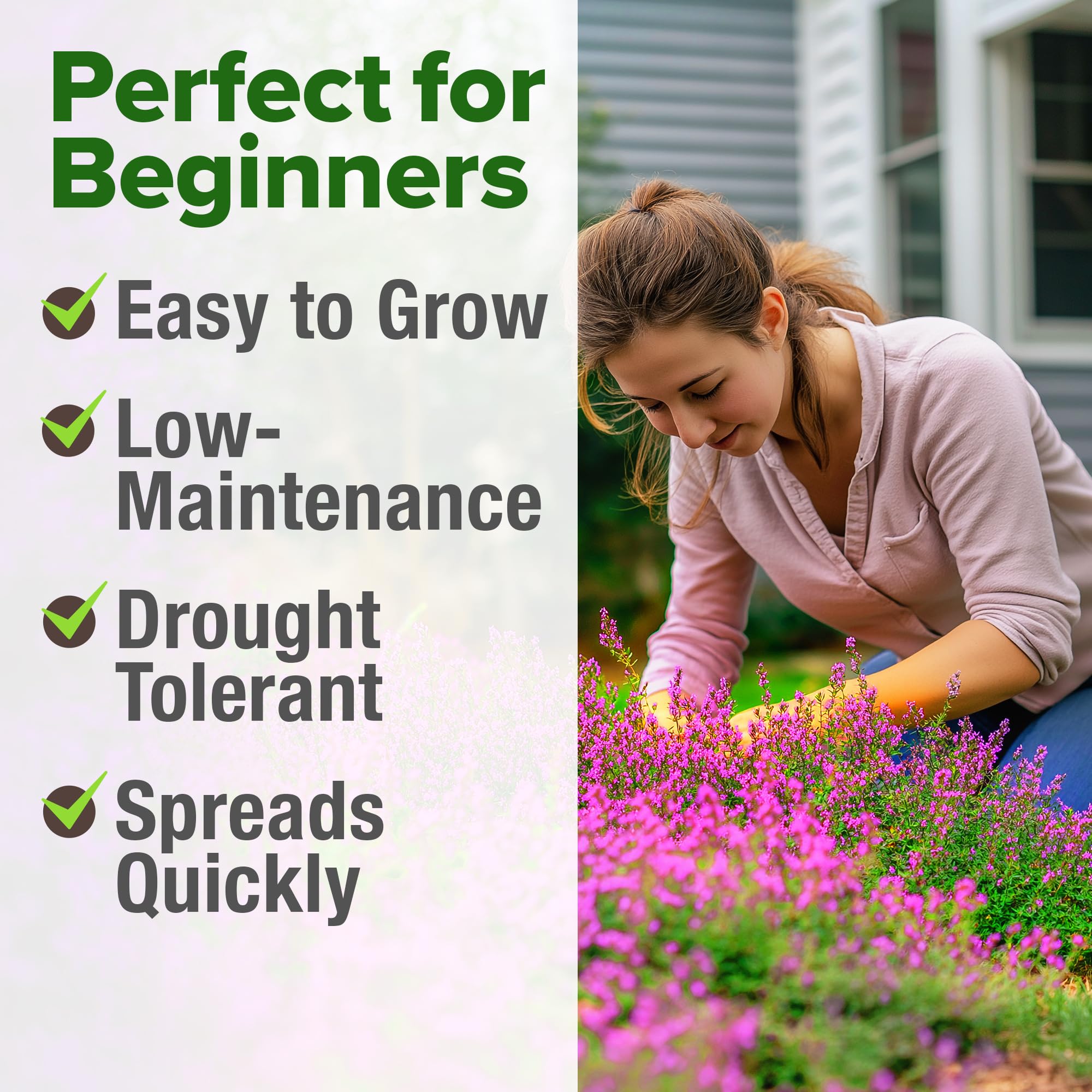 HOME GROWN Thyme seeds bloom purple flowers adding color to borders