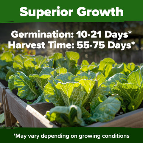 HOME GROWN Vates seeds showing high germination potential for strong sprouts.