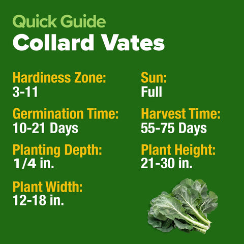 HOME GROWN Vates compact variety ideal for small-space gardens.