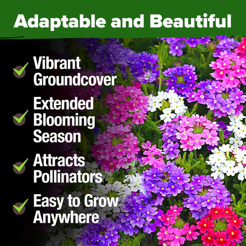 HOME GROWN Verbena Moss tolerates heat and drought in garden beds.