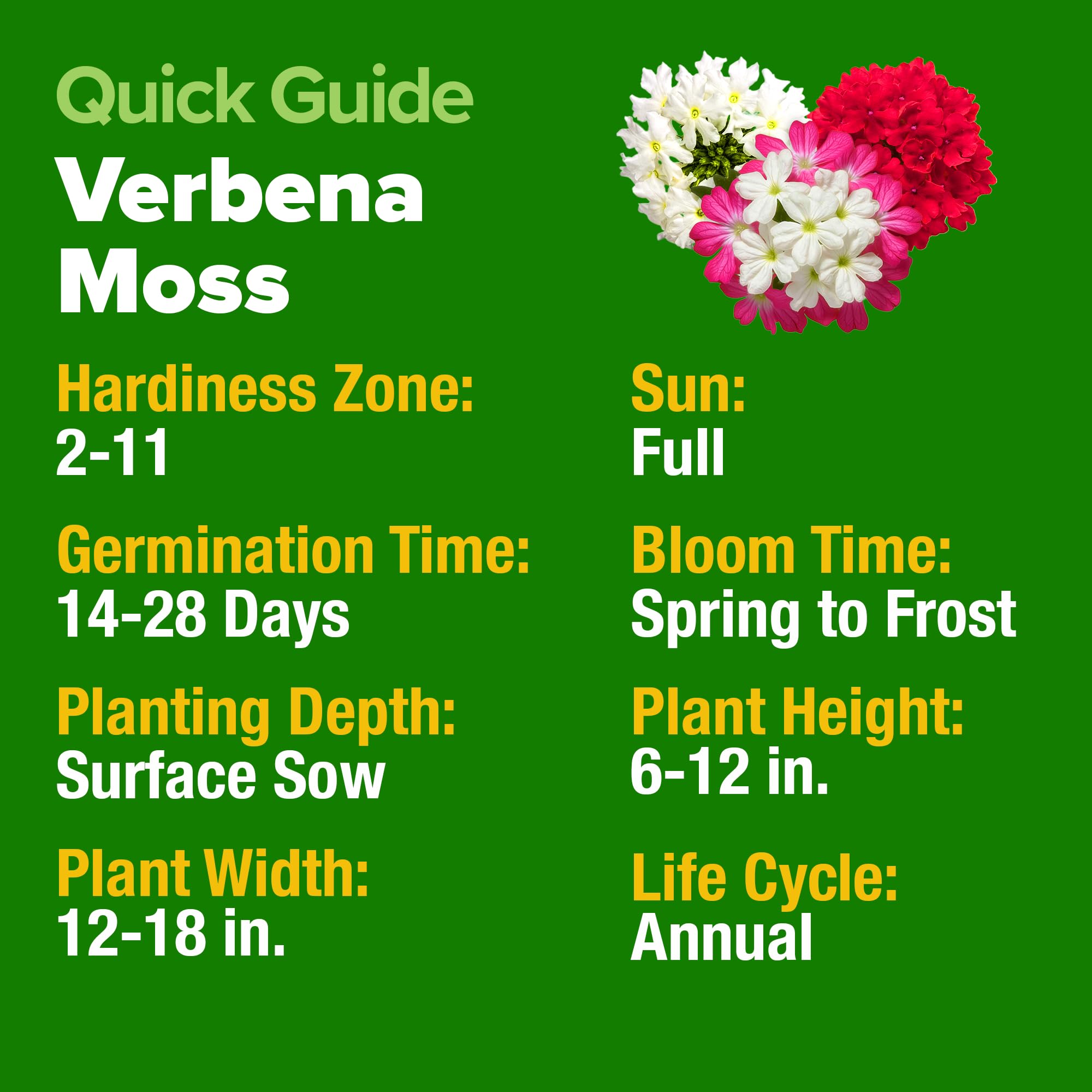 HOME GROWN Verbena Moss attracting bees and butterflies on blooms.