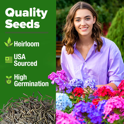 HOME GROWN Verbena Moss Seeds 6000 seeds for reliable germination and growth.