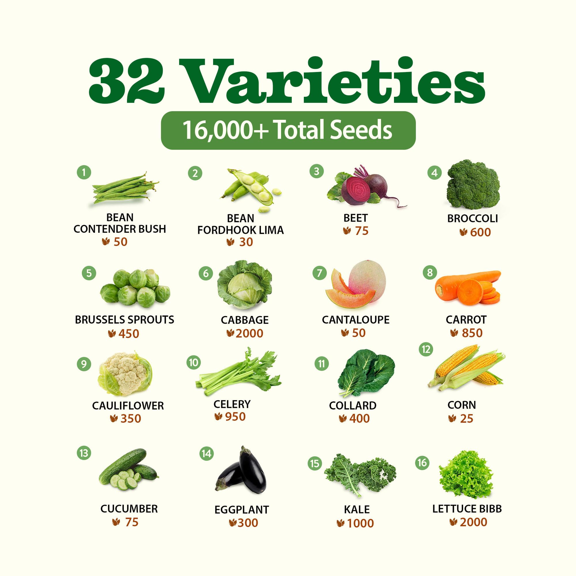 Home-Grown Waltham 29 Broccoli, reliable early yields for seasoned or novice gardeners.