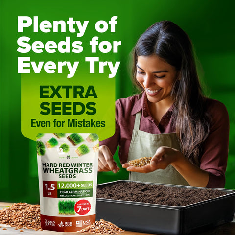 HOME GROWN bakers' favorite wheatgrass for adding protein-rich boost to bread.
