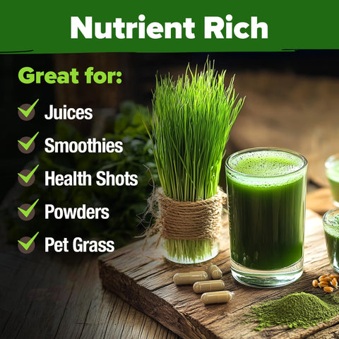 HOME GROWN ornamental wheatgrass blades for rustic decor and centerpieces.