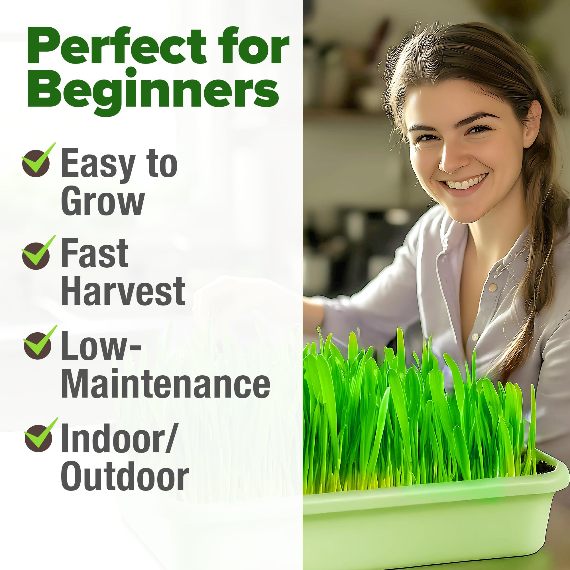 HOME GROWN wheatgrass growing tips show rapid sprouts and fast indoor greens.