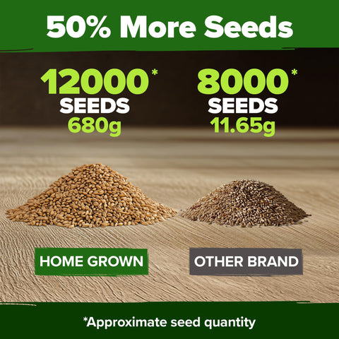 HOME GROWN wheatgrass sprouts bright greens rich in nutrients for smoothies.