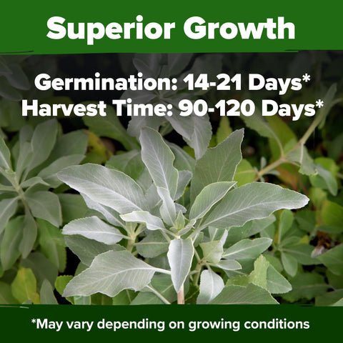 HOME GROWN White Sage leaves ready for harvest for aroma-rich blends and culinary uses