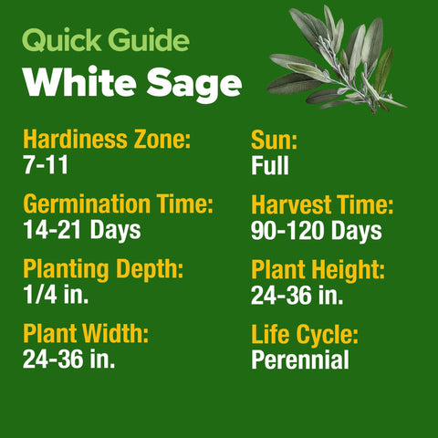 HOME GROWN White Sage blooms attract bees and butterflies for pollinator-friendly beds