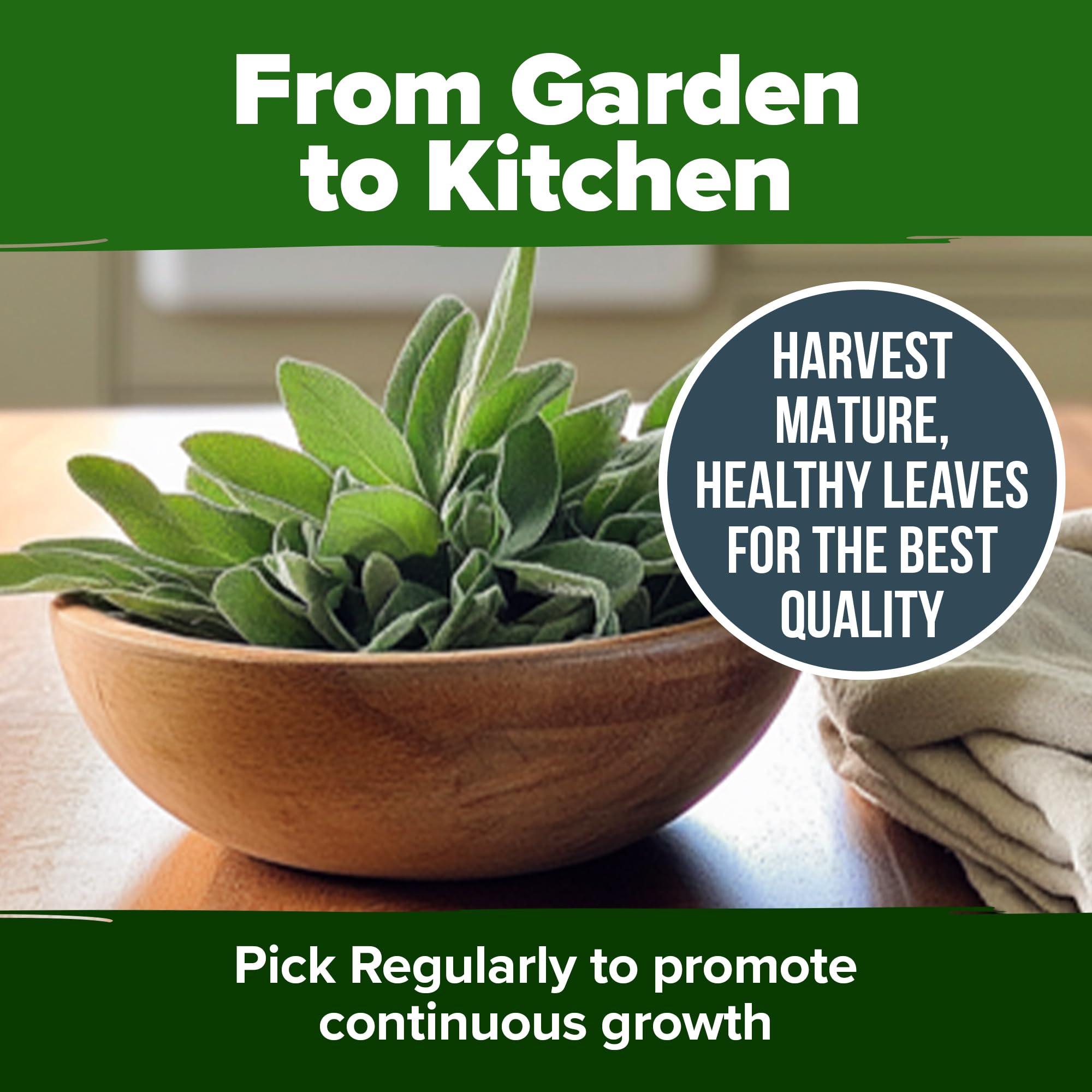 HOME GROWN White Sage as a thoughtful gift for garden lovers.