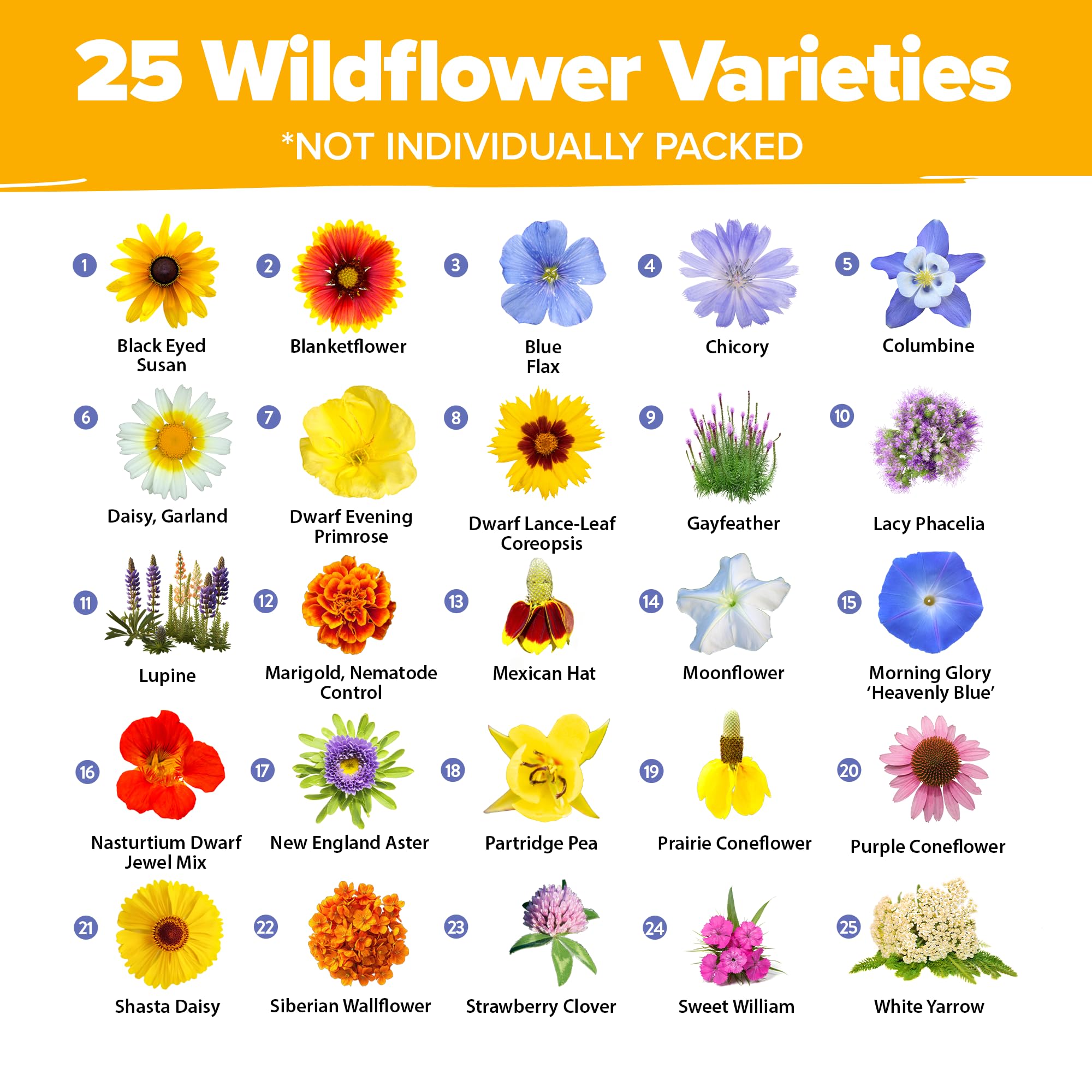 HOME GROWN seeds contents close-up highlights diverse 19 varieties for year-round color.