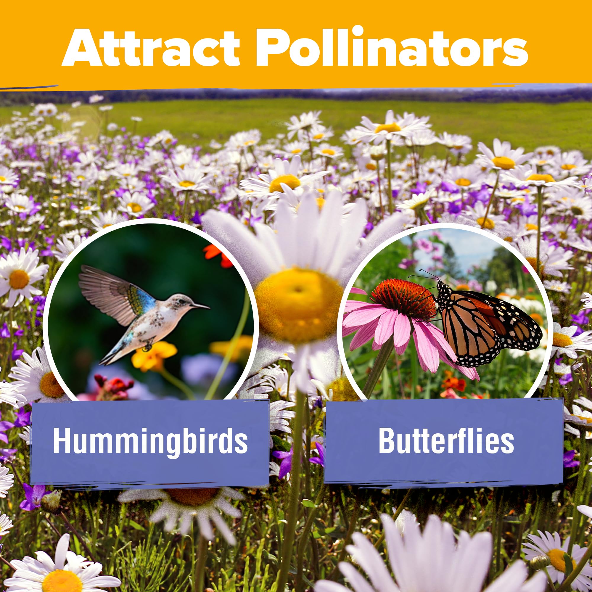 HOME GROWN drought-tolerant varieties promise resilience in sun-drenched patches.