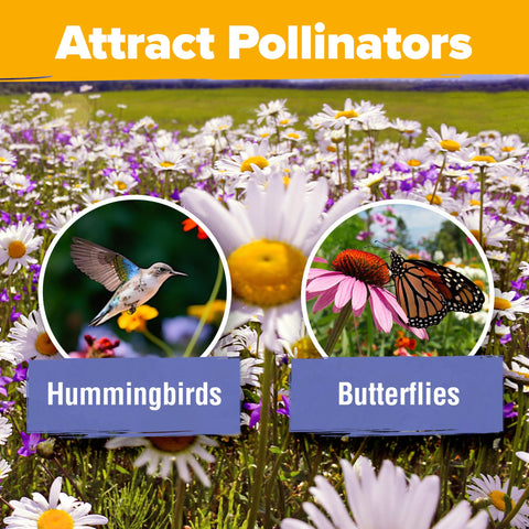 HOME GROWN drought-tolerant varieties promise resilience in sun-drenched patches.