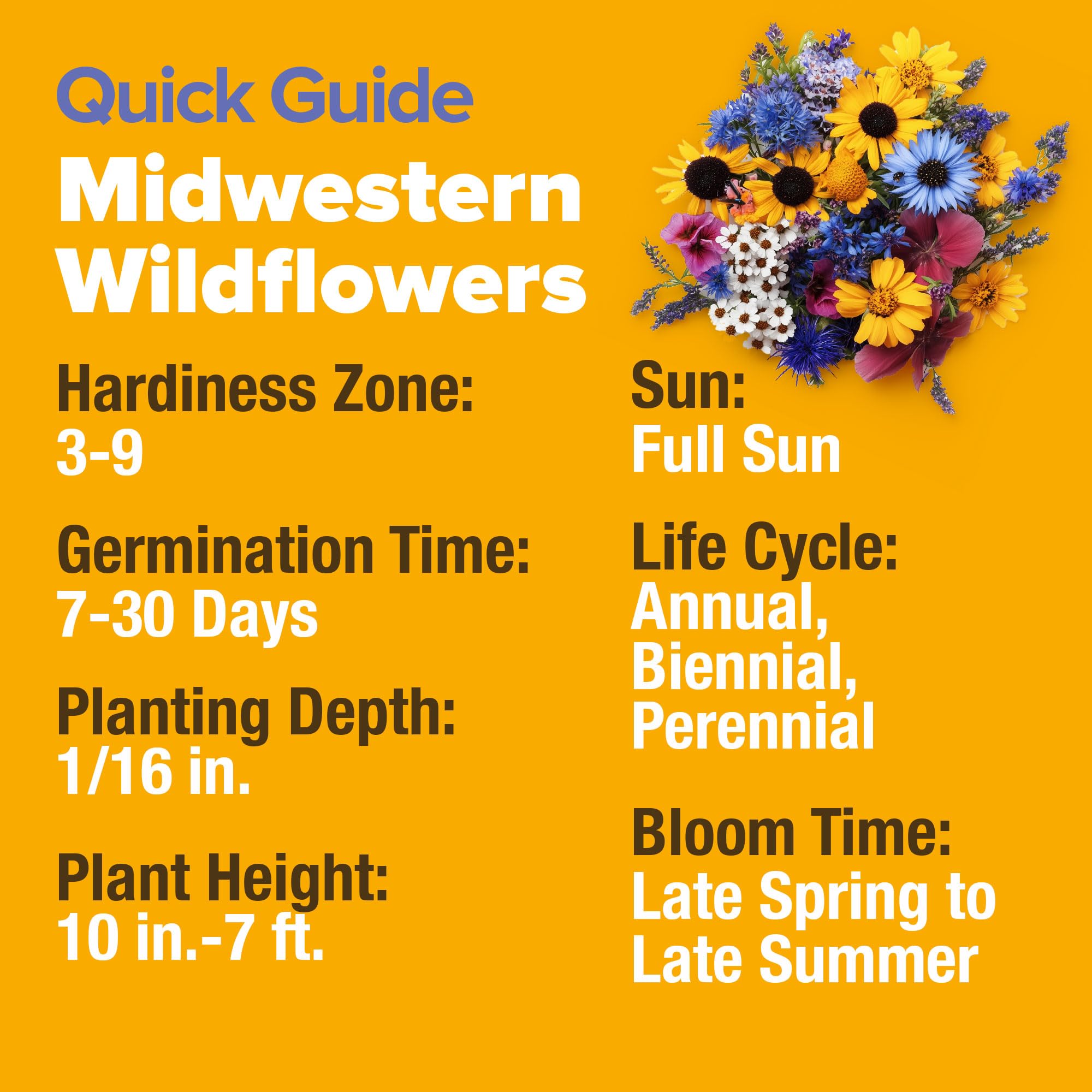 HOME GROWN wildflower sowing instructions; clear steps for spring or fall planting.