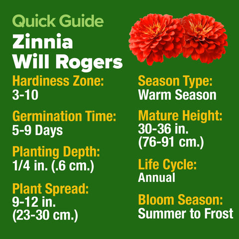 HOME GROWN Will Rogers zinnia stems stay long for premium arrangements.