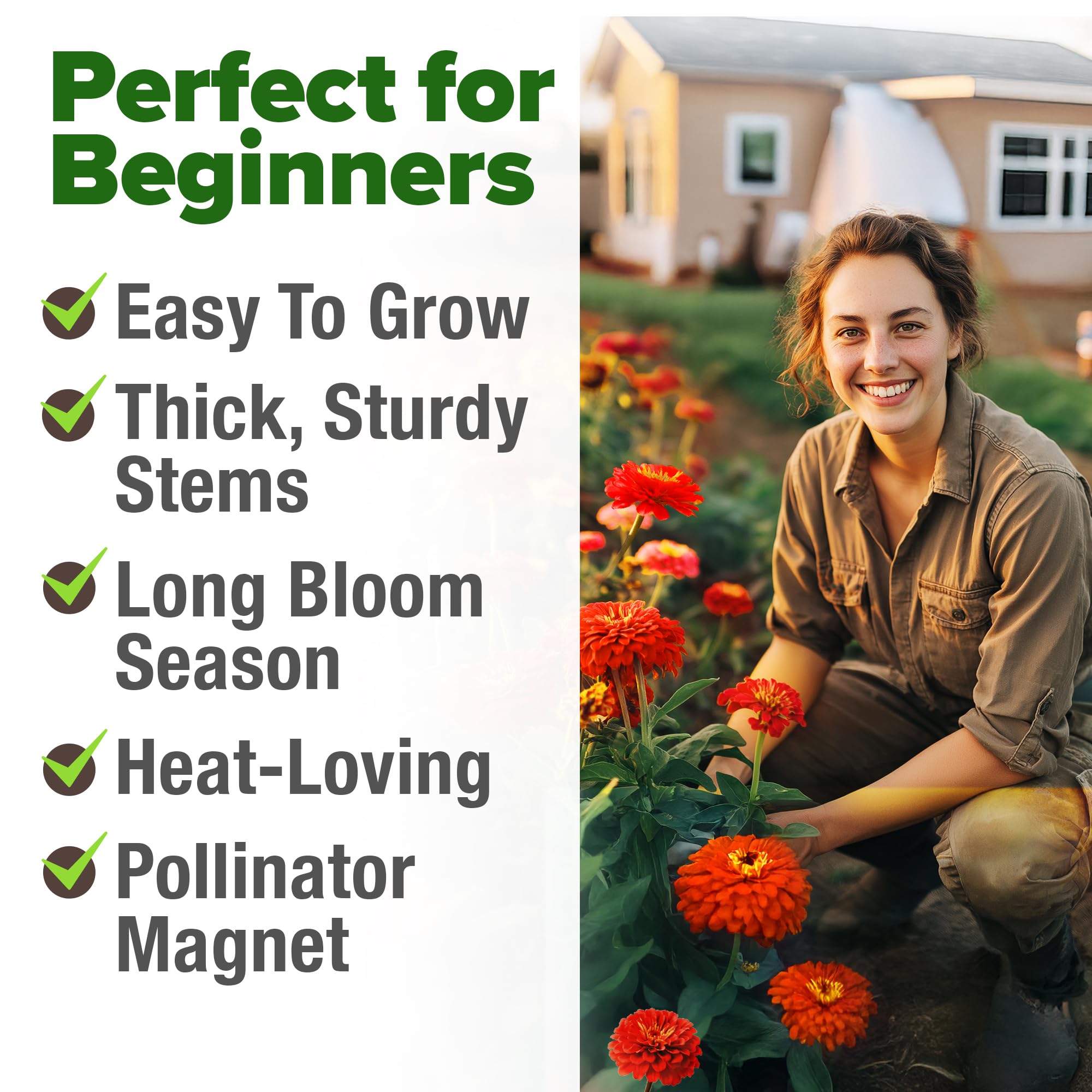Non-GMO heirloom HOME GROWN Will Rogers zinnia seeds with high germination energy.
