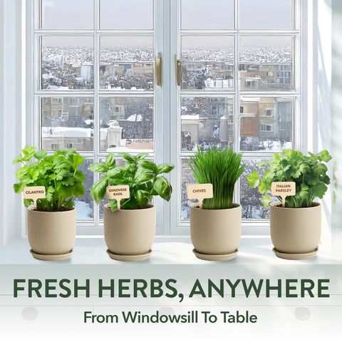HOME GROWN Windowsill garden setup enables year-round harvests.