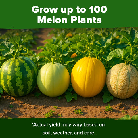 HOME GROWN Yellow Canary Melon full fruit, tropical pear-honey notes perfect chilled servings.