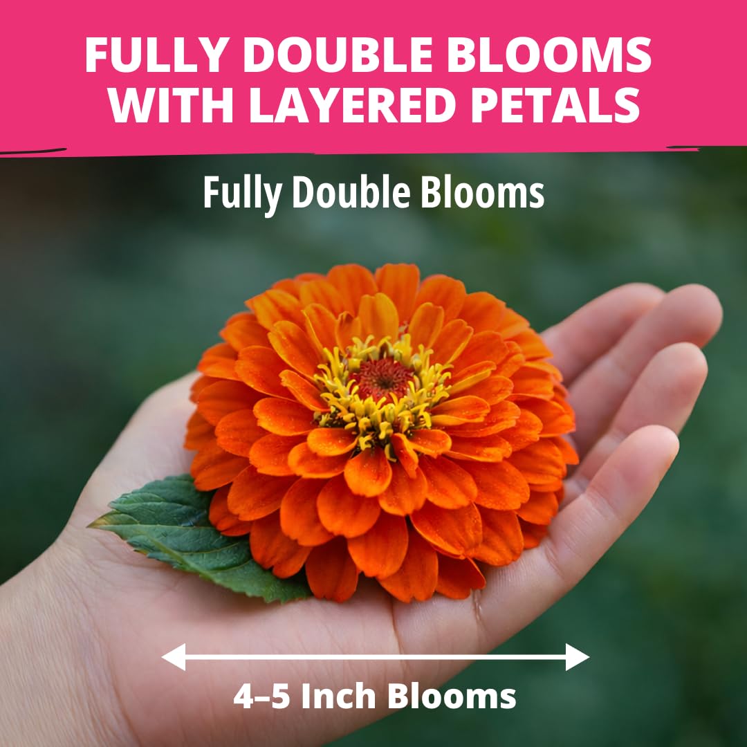 Close-up of HOME GROWN Zinnia Dahlia blooms showing double petals and rich color.