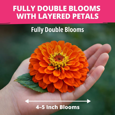 Close-up of HOME GROWN Zinnia Dahlia blooms showing double petals and rich color.