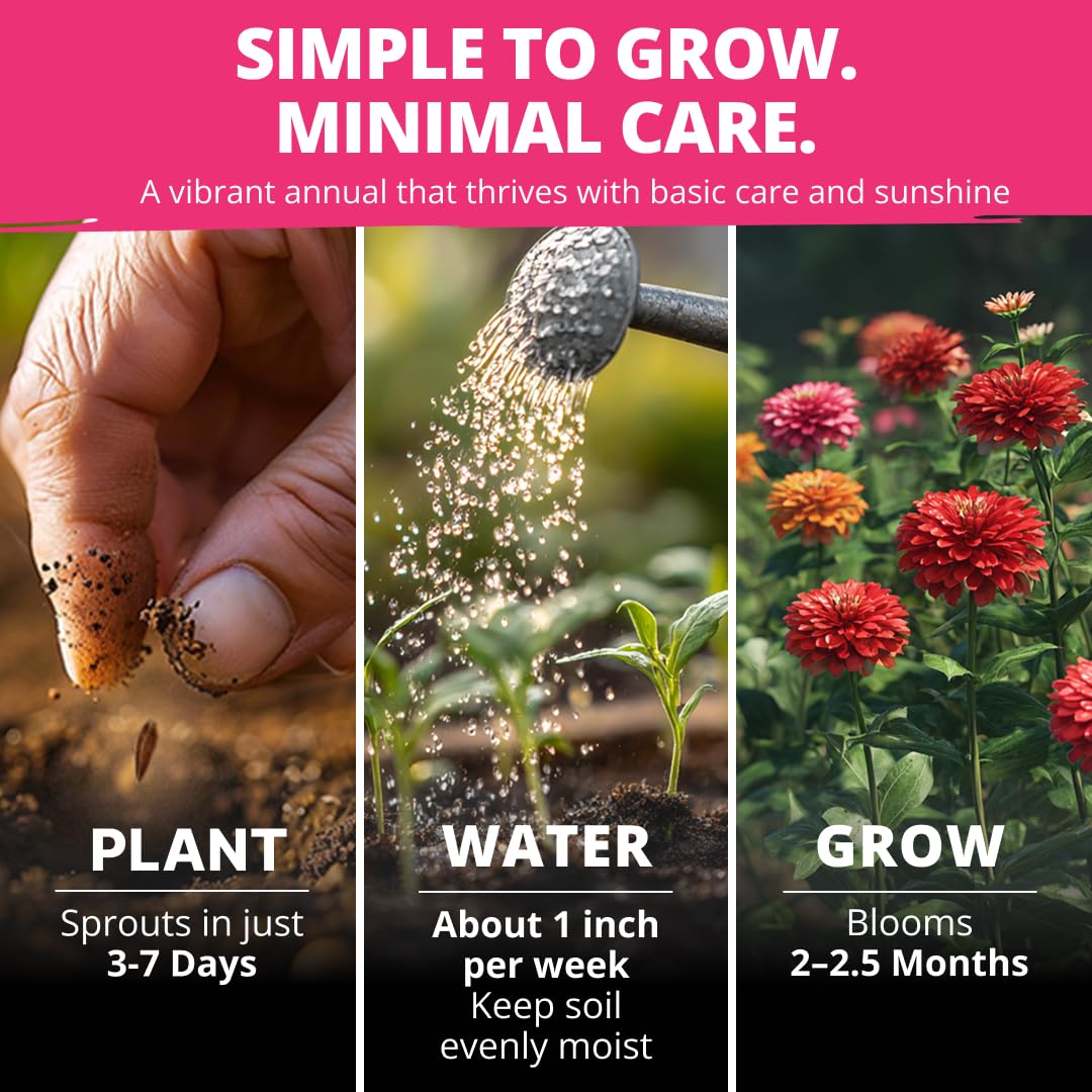 Zinnia Dahlia plants along borders and beds add height and vibrant color.