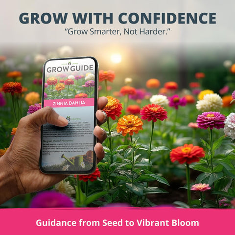 Color mix of Zinnia Dahlia provides varied shades from white to crimson.